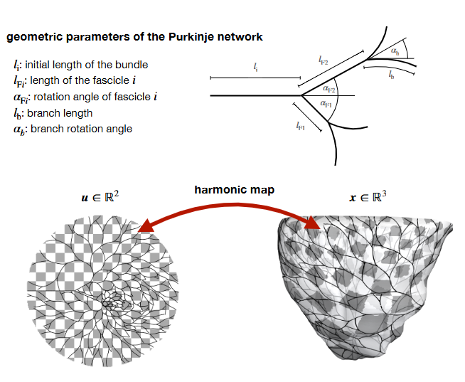 Schematic of branch extension and bifurcation (paper Figure 2)